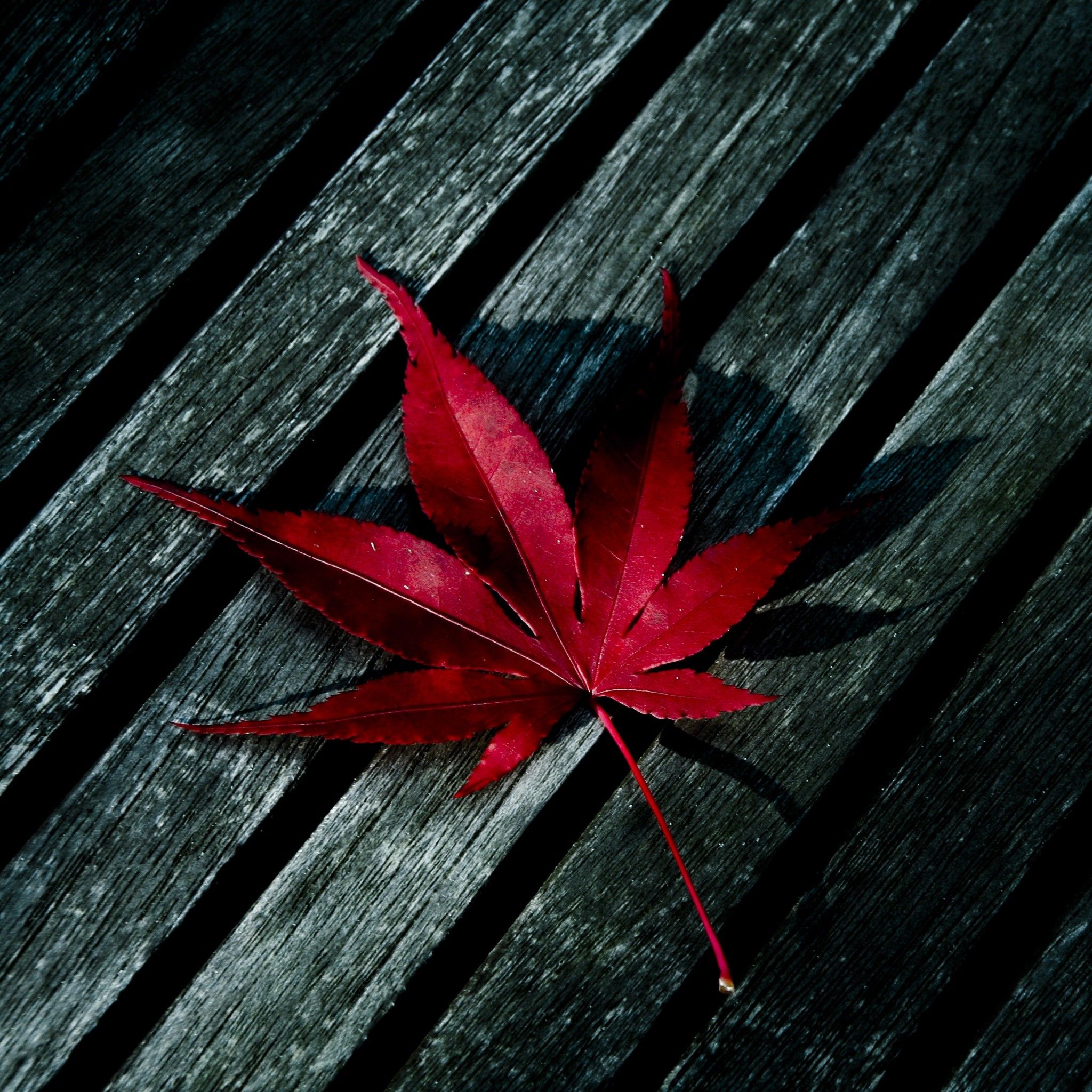 Detail Leaf Background Hd Nomer 23
