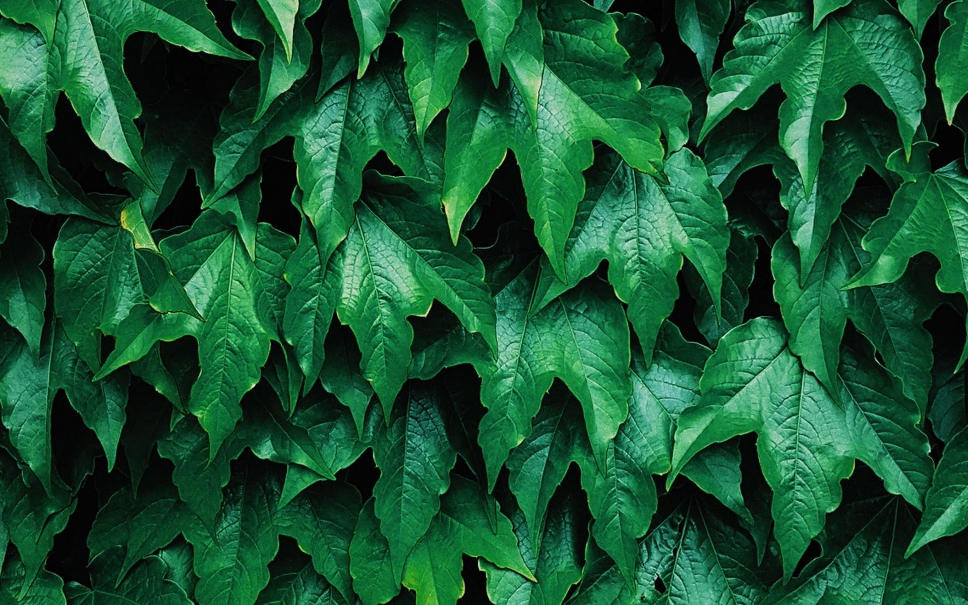 Detail Leaf Background Hd Nomer 24
