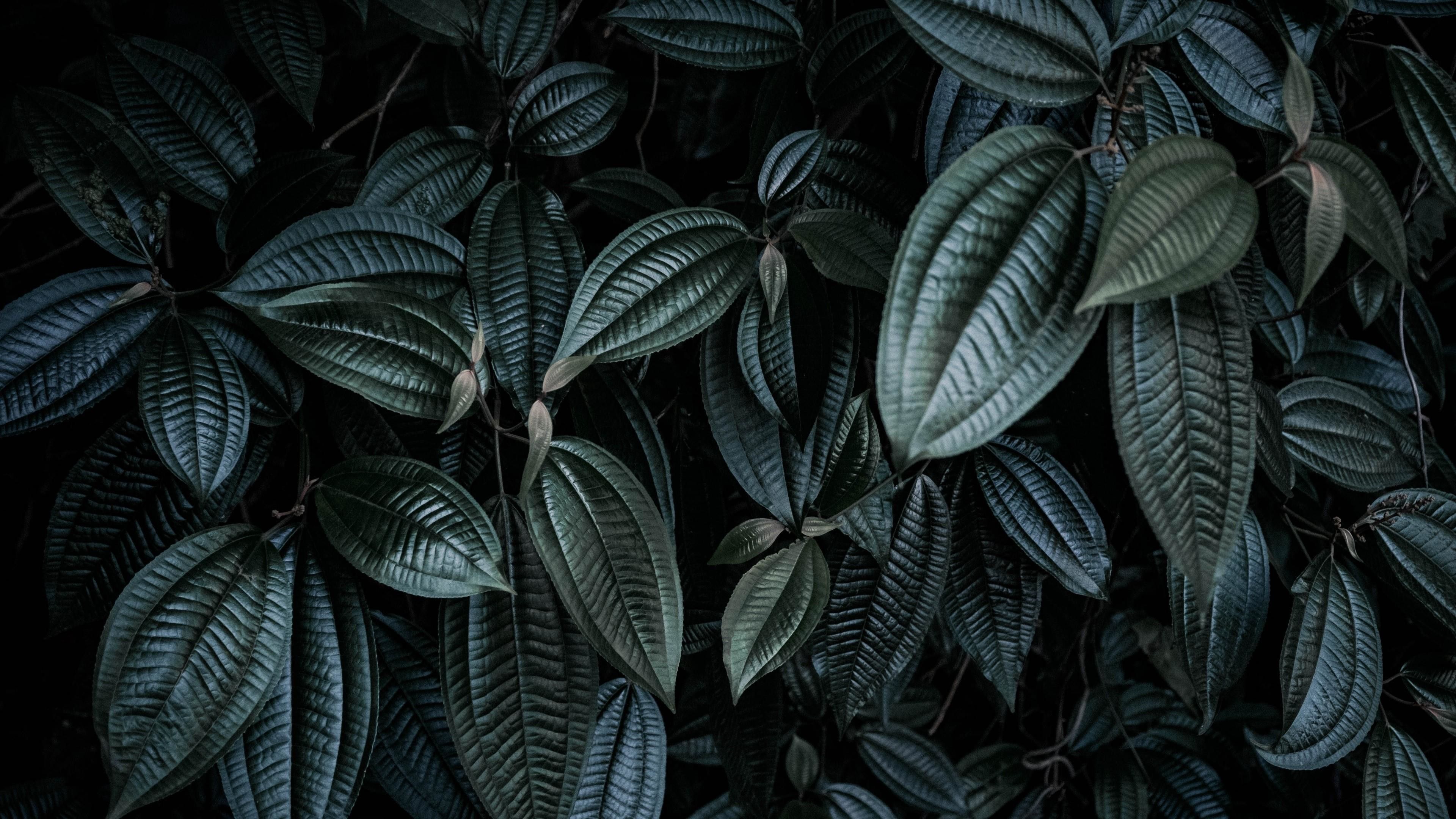 Detail Leaf Background Hd Nomer 26