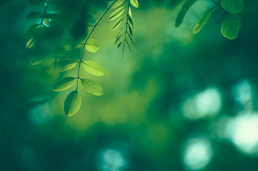 Detail Leaf Background Hd Nomer 27