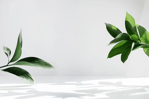Detail Leaf Background Hd Nomer 4