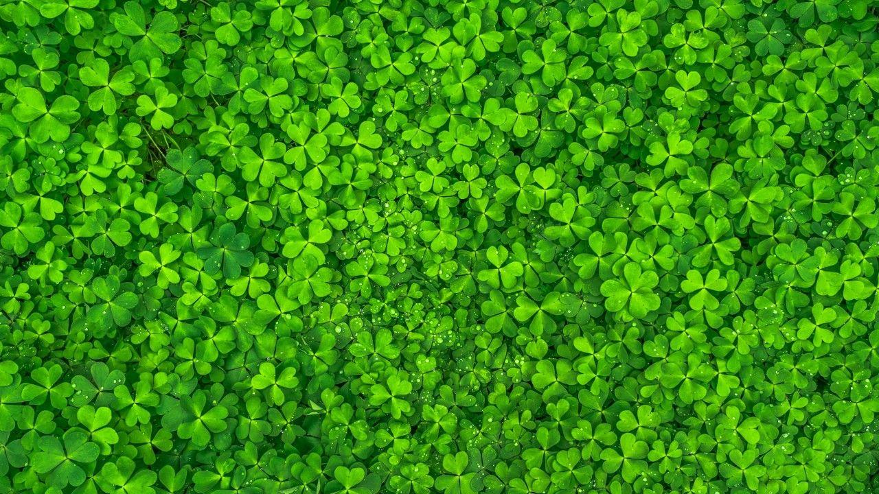 Detail Leaf Background Hd Nomer 33