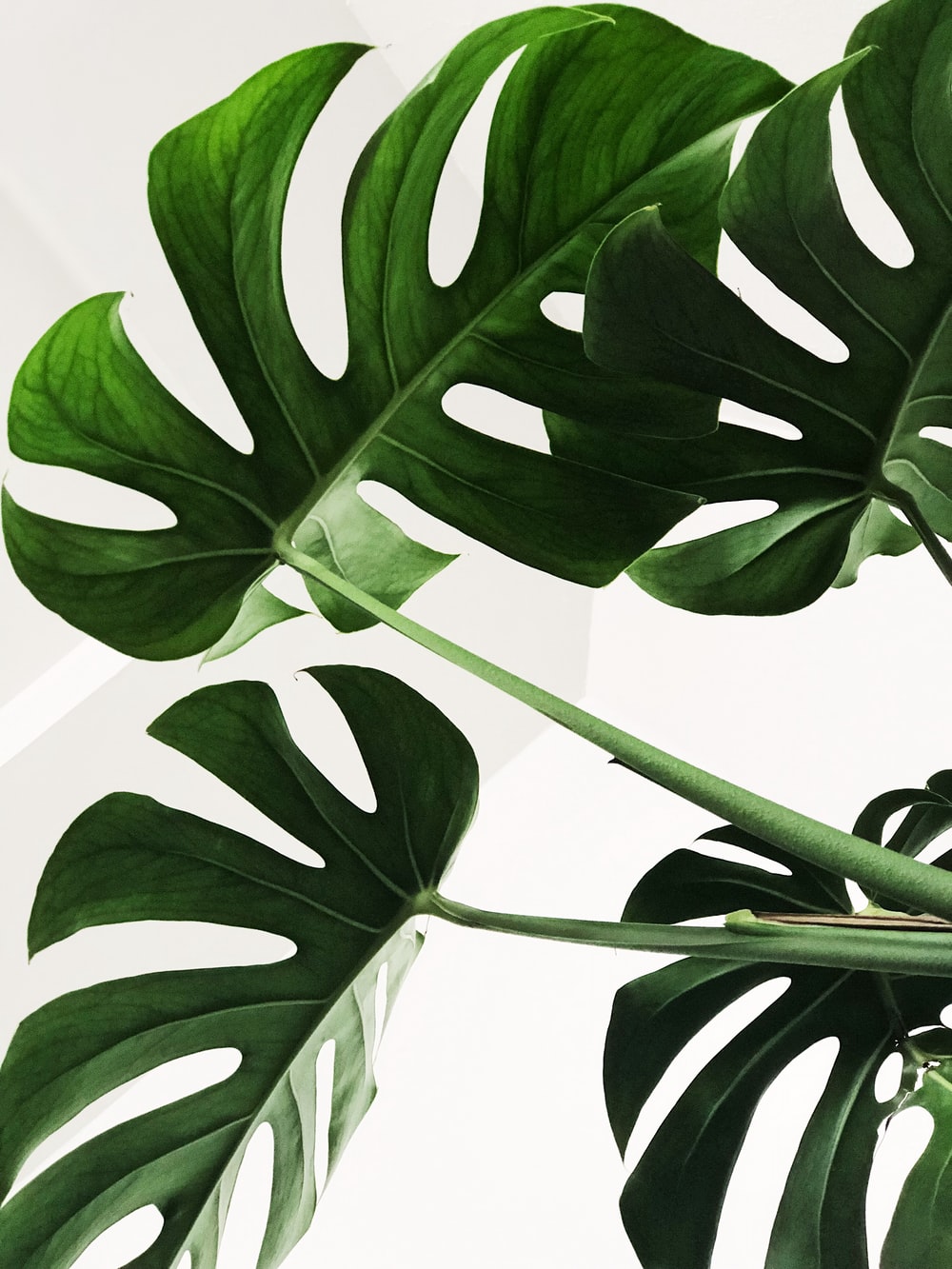 Detail Leaf Background Hd Nomer 36