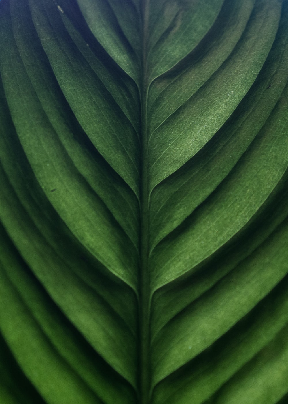 Detail Leaf Background Hd Nomer 5