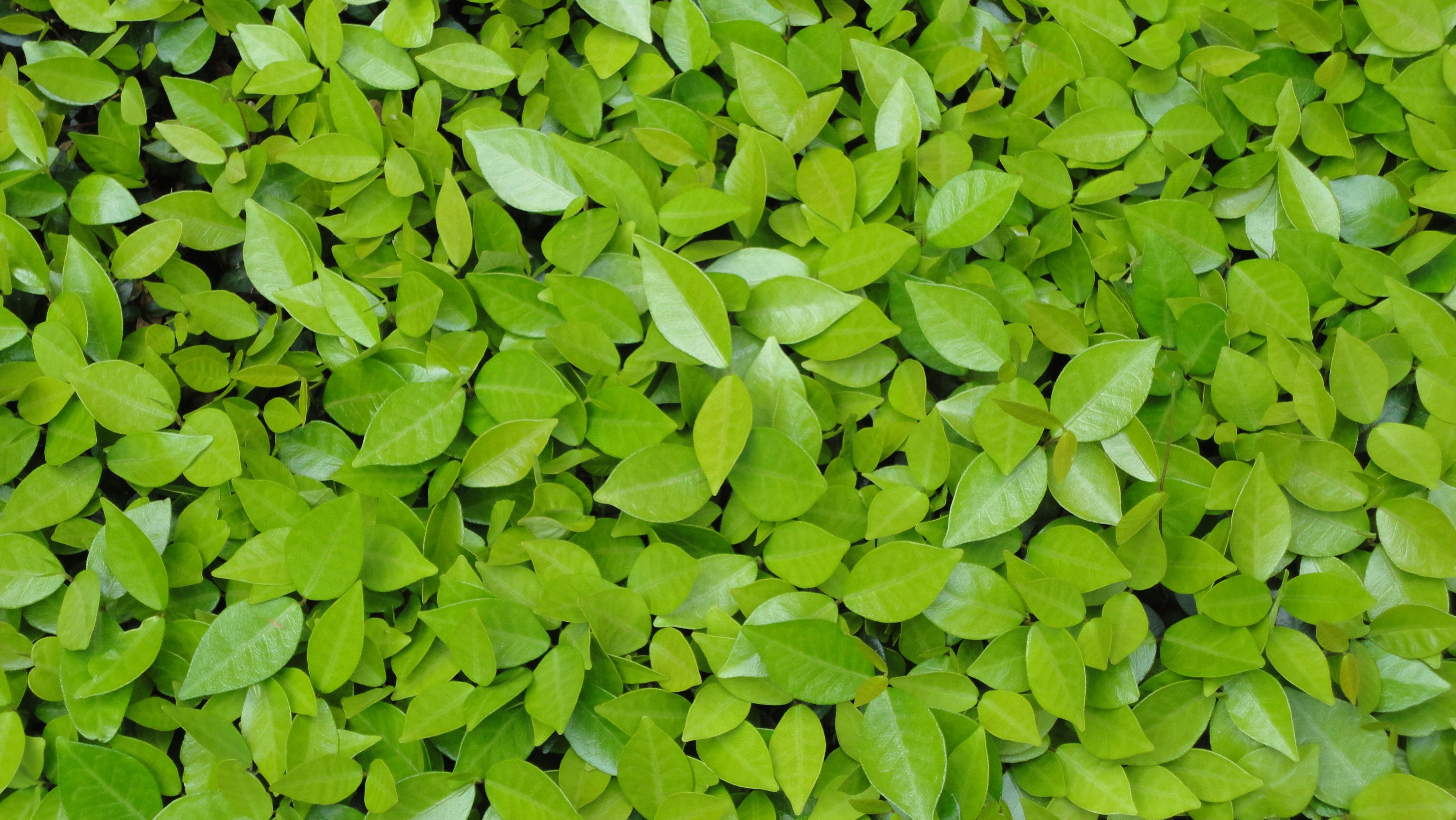 Detail Leaf Background Hd Nomer 40
