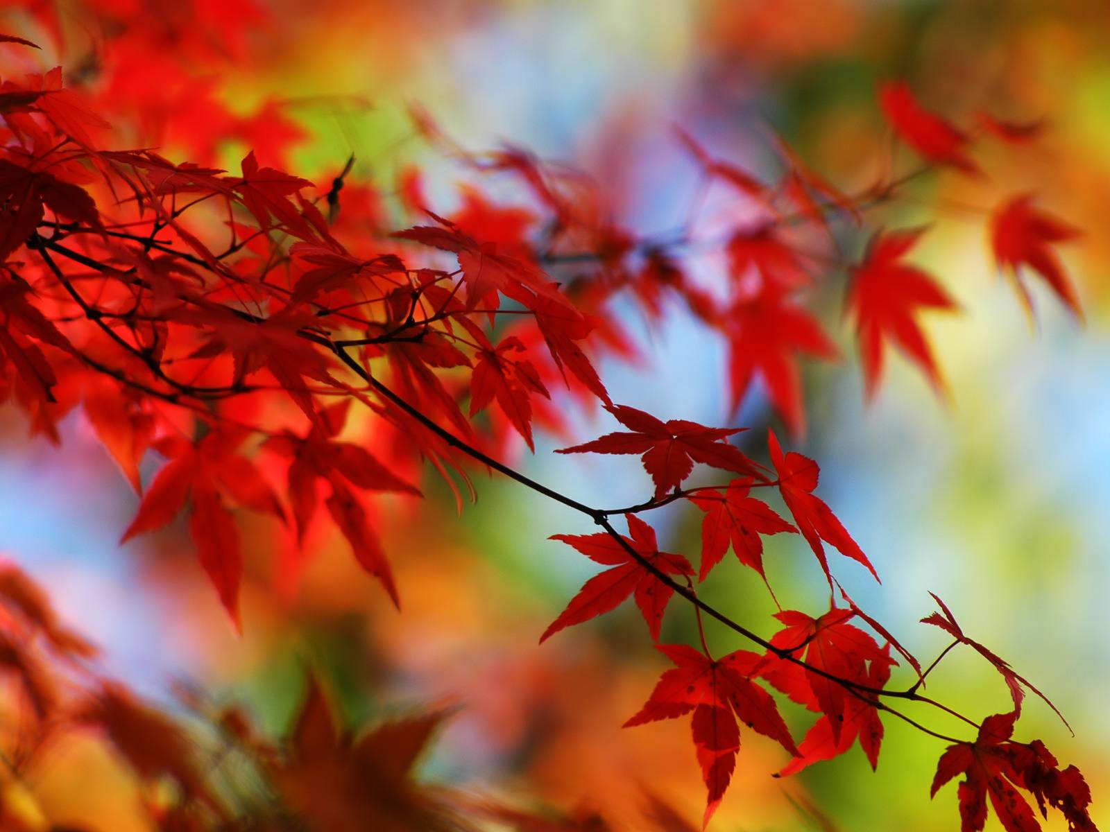Detail Leaf Background Hd Nomer 42