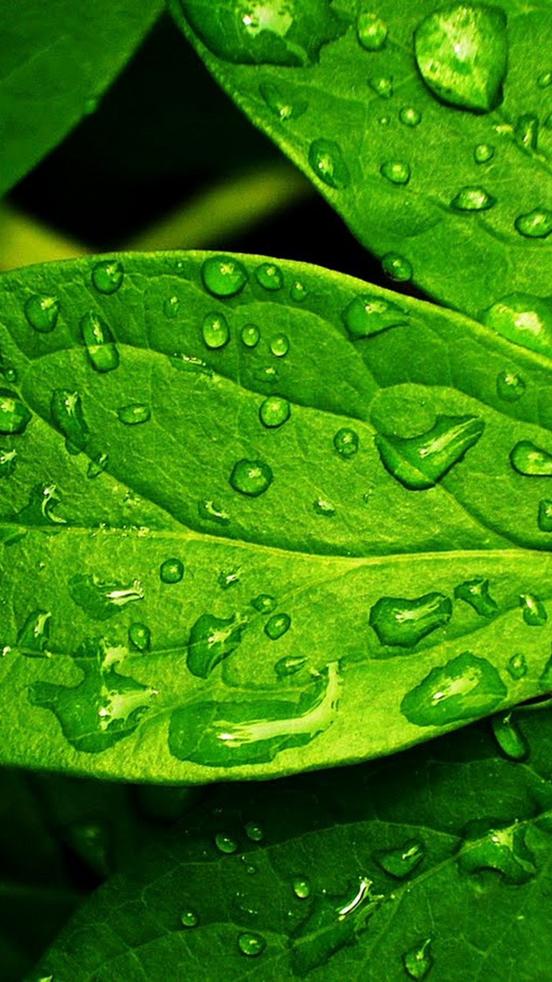 Detail Leaf Background Hd Nomer 49
