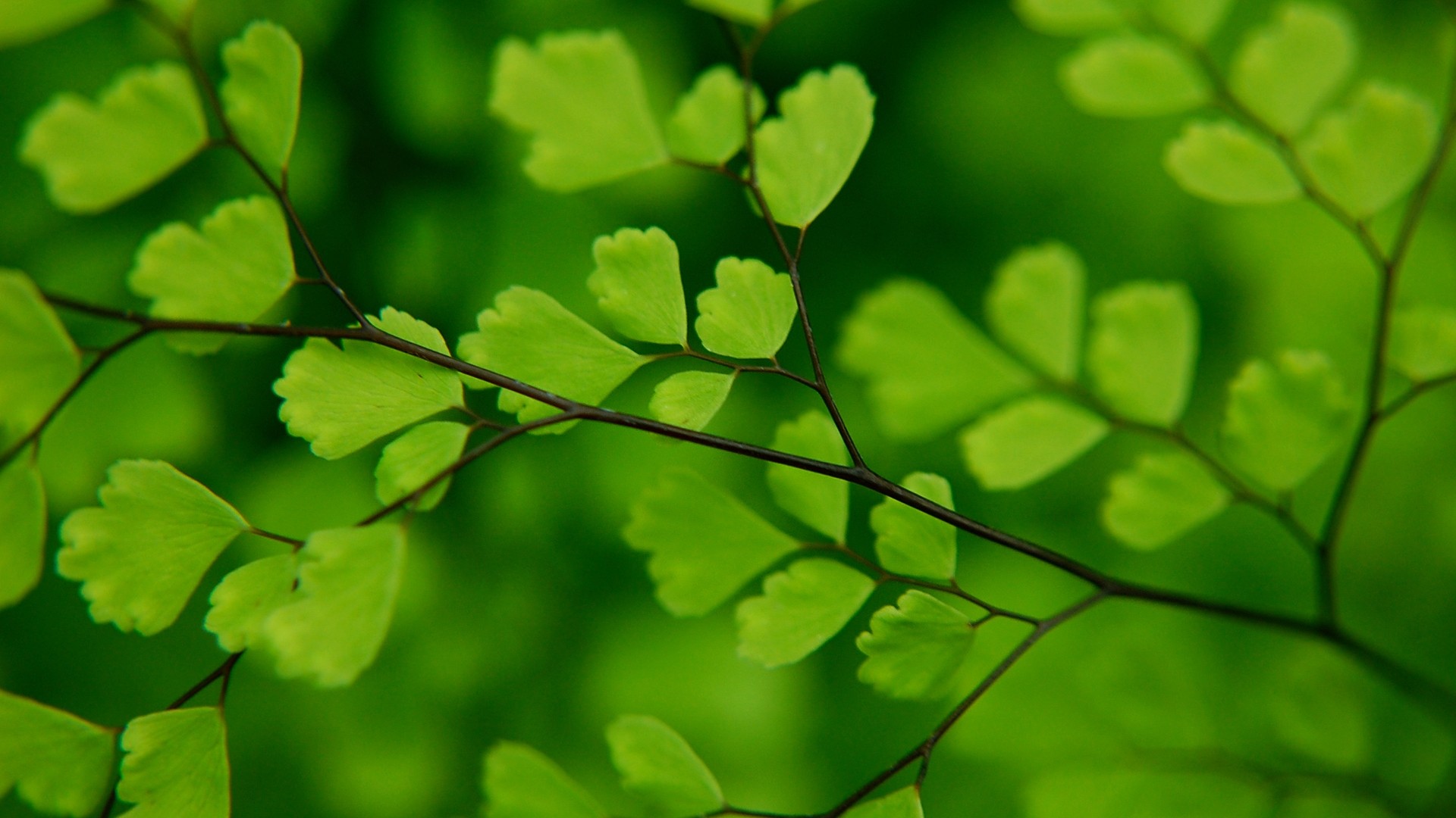 Detail Leaf Background Hd Nomer 51