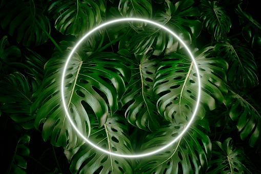 Detail Leaf Background Hd Nomer 53