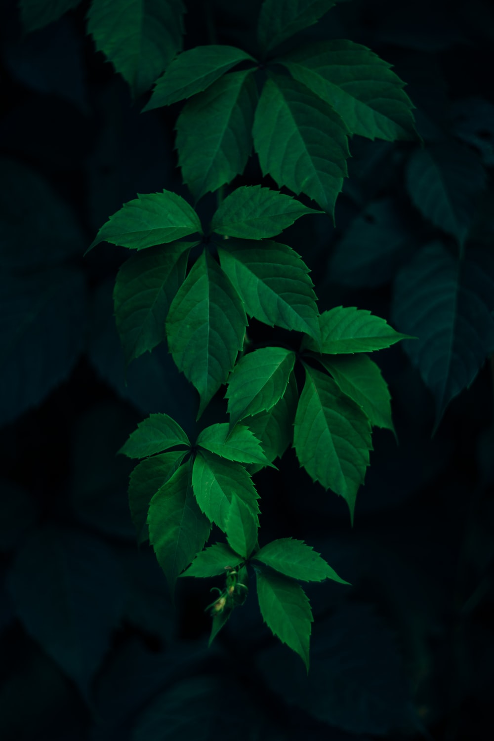 Detail Leaf Background Hd Nomer 8