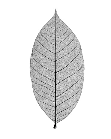 Detail Leaf Black And White Nomer 2