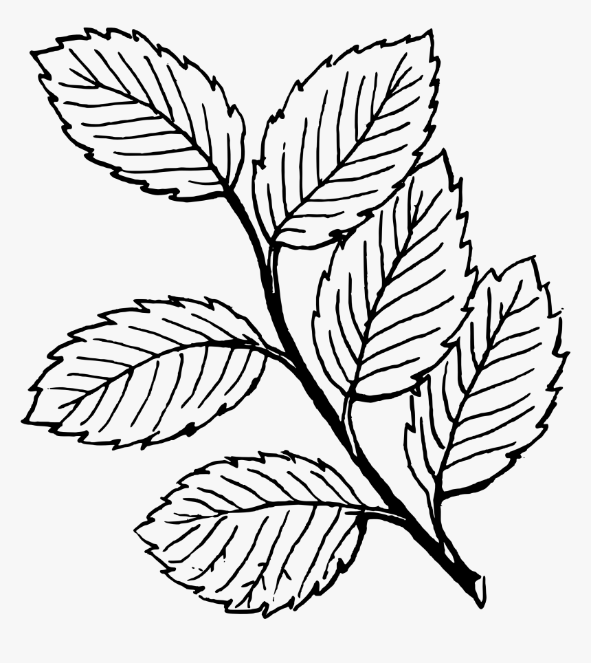 Detail Leaf Black And White Nomer 13