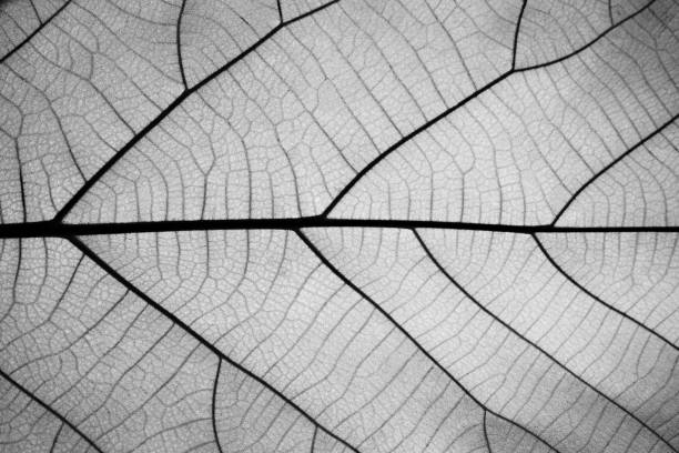 Detail Leaf Black And White Nomer 32