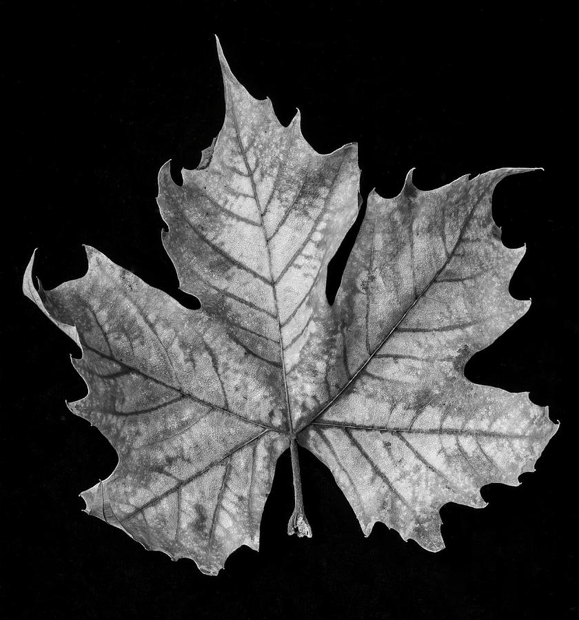 Detail Leaf Black And White Nomer 33