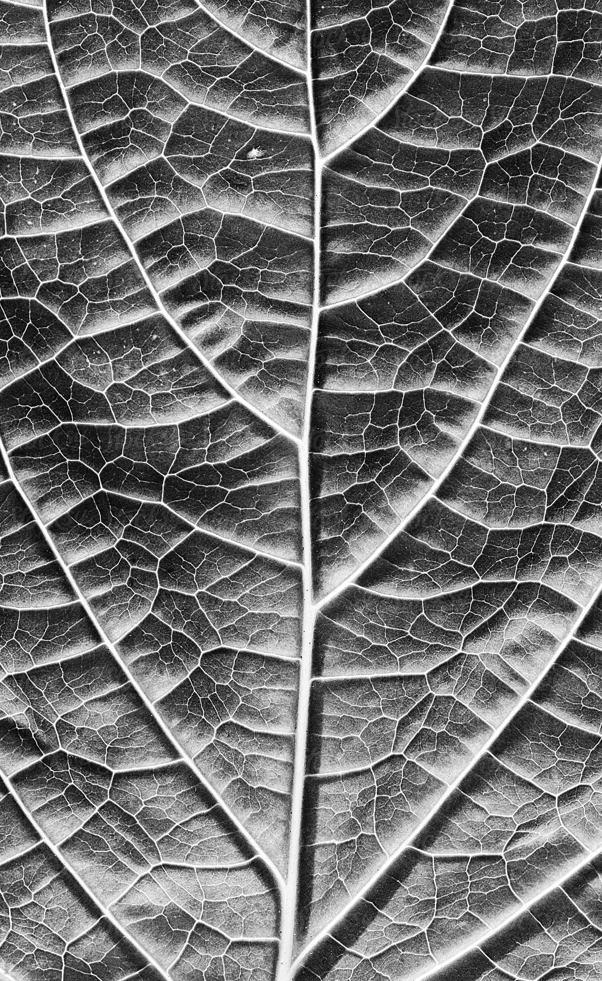 Detail Leaf Black And White Nomer 45