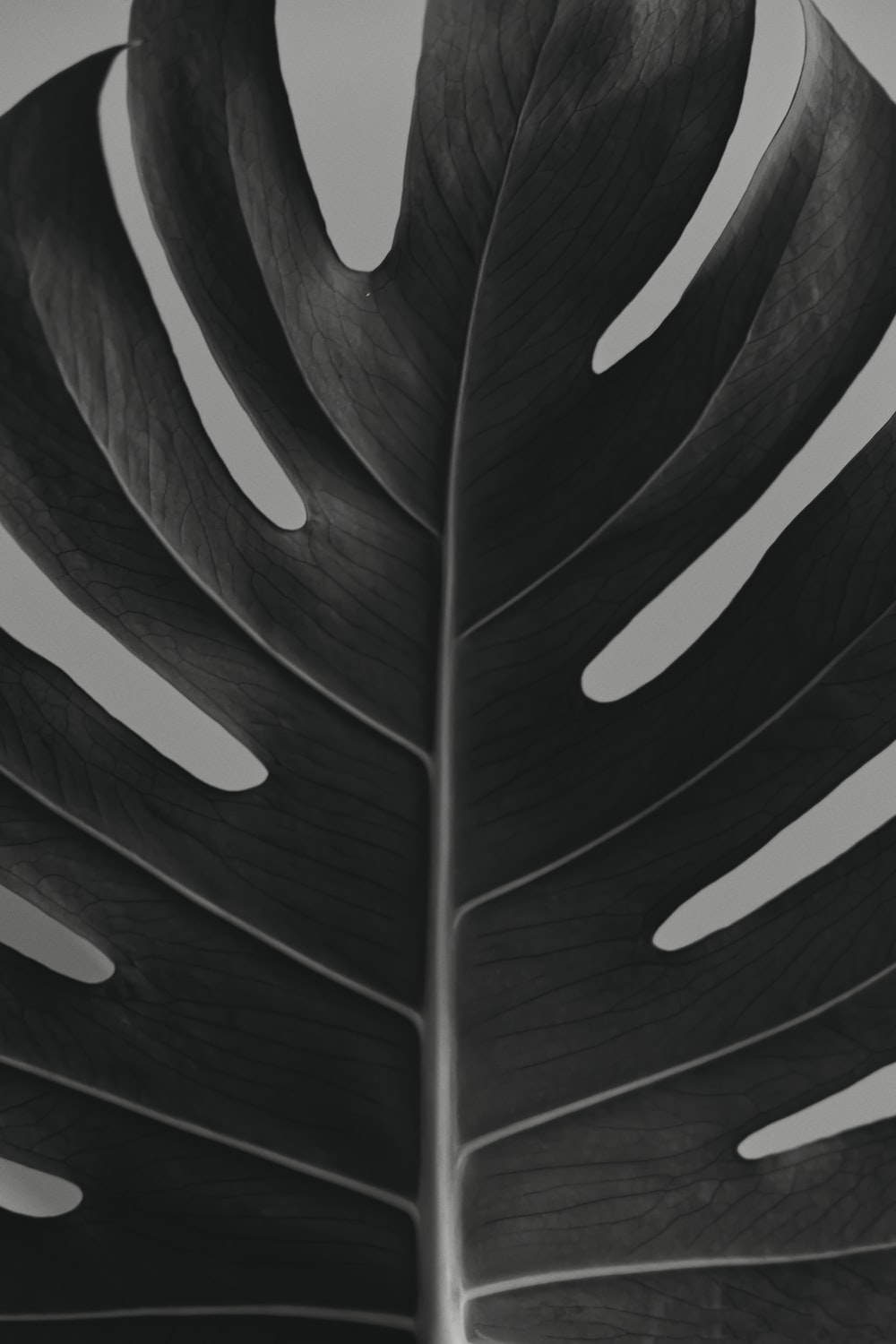 Detail Leaf Black And White Nomer 51