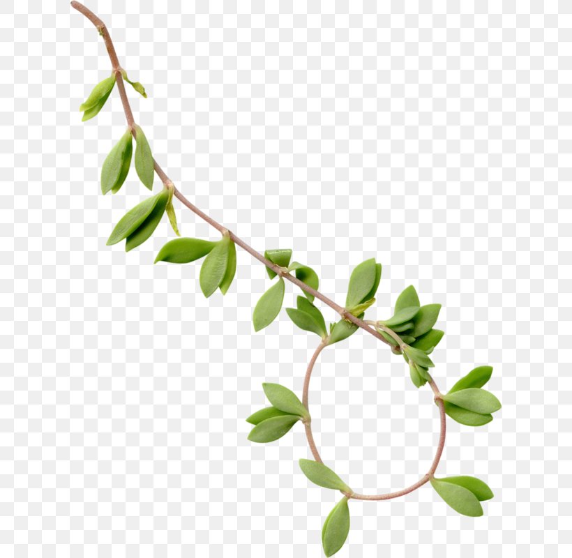 Detail Leaf Branch Png Nomer 12