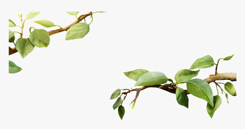 Detail Leaf Branch Png Nomer 2