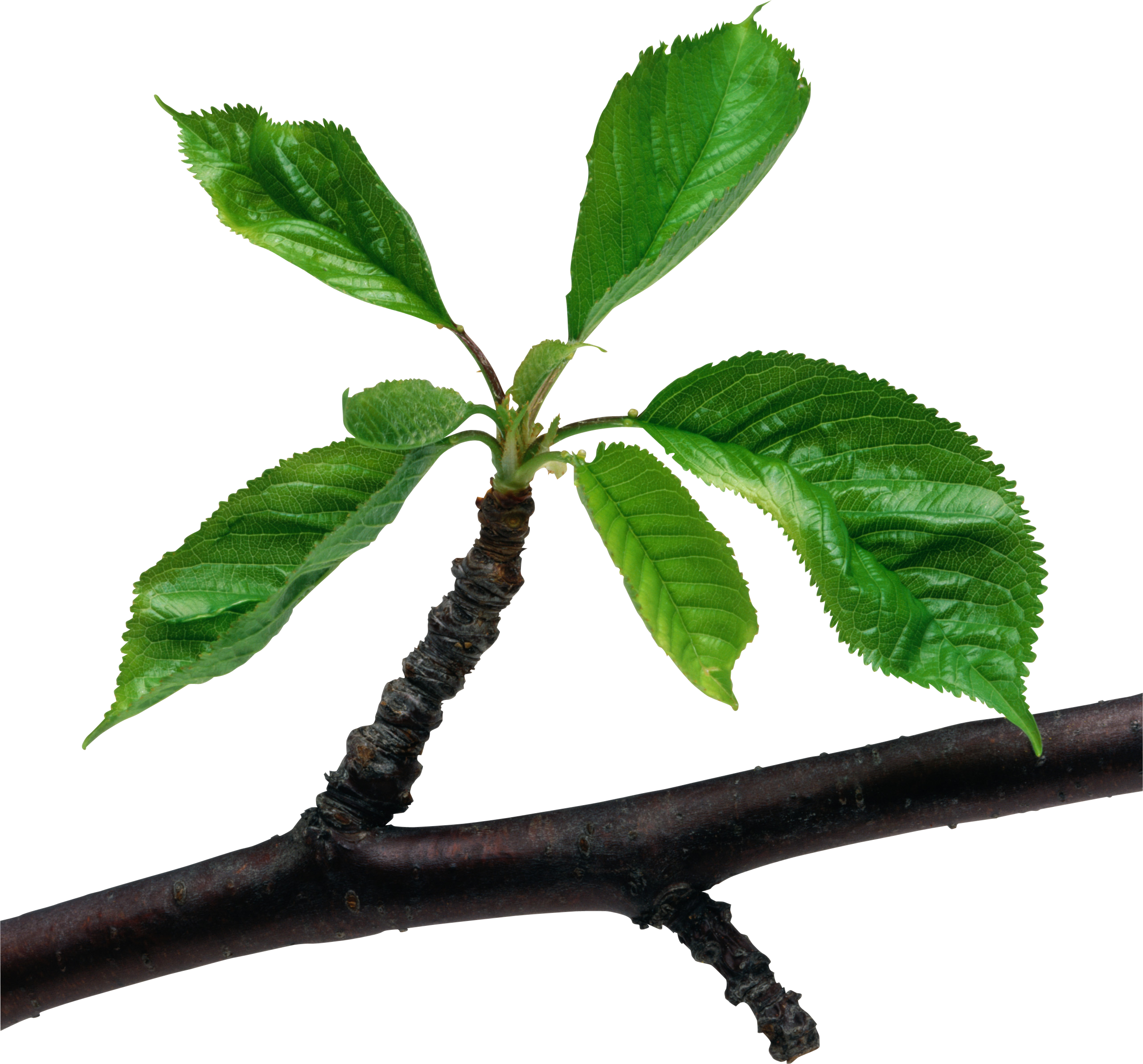 Detail Leaf Branch Png Nomer 18