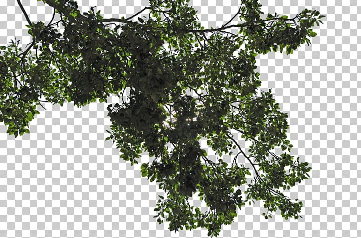 Detail Leaf Branch Png Nomer 39