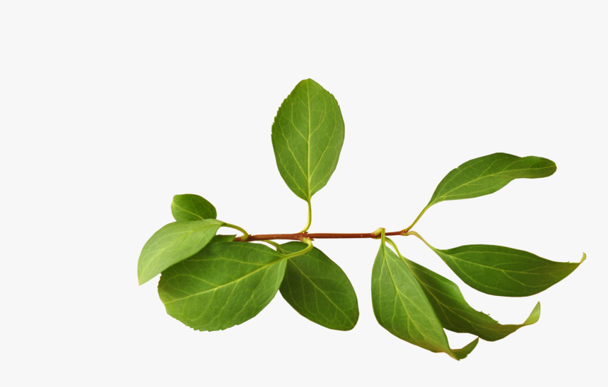 Detail Leaf Branch Png Nomer 6