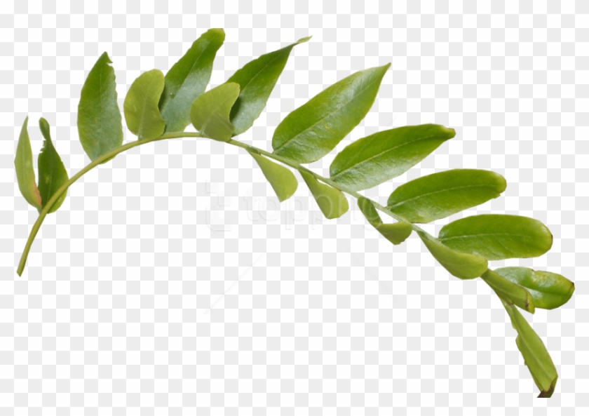 Detail Leaf Branch Png Nomer 7