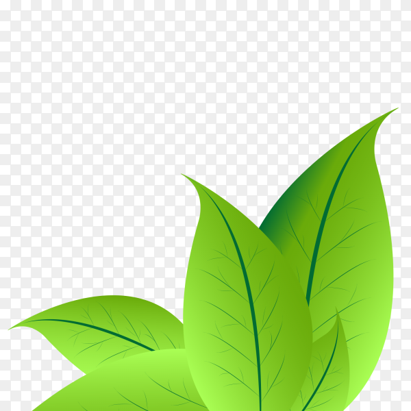 Detail Leaf Clipart Png Nomer 11