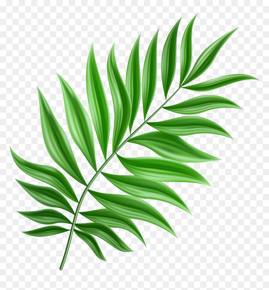 Detail Leaf Clipart Png Nomer 32