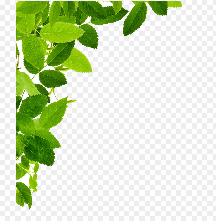Detail Leaf Frame Png Nomer 3