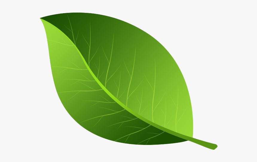 Leaf Green Png - KibrisPDR