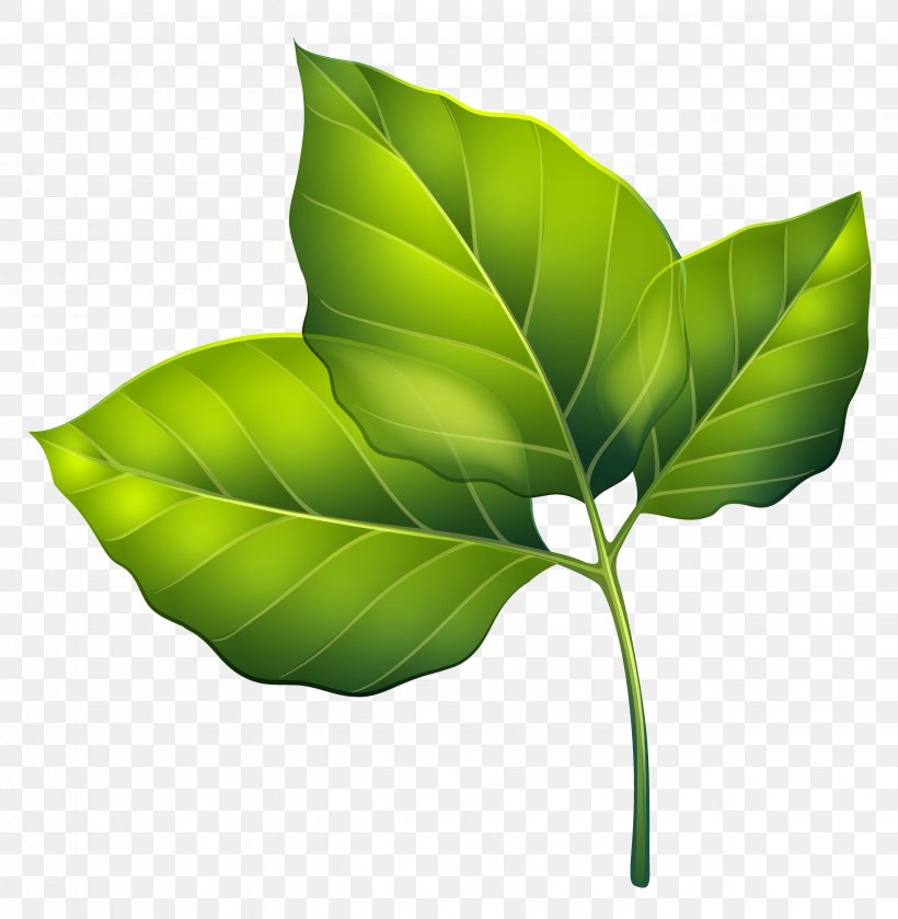 Detail Leaf Green Png Nomer 26