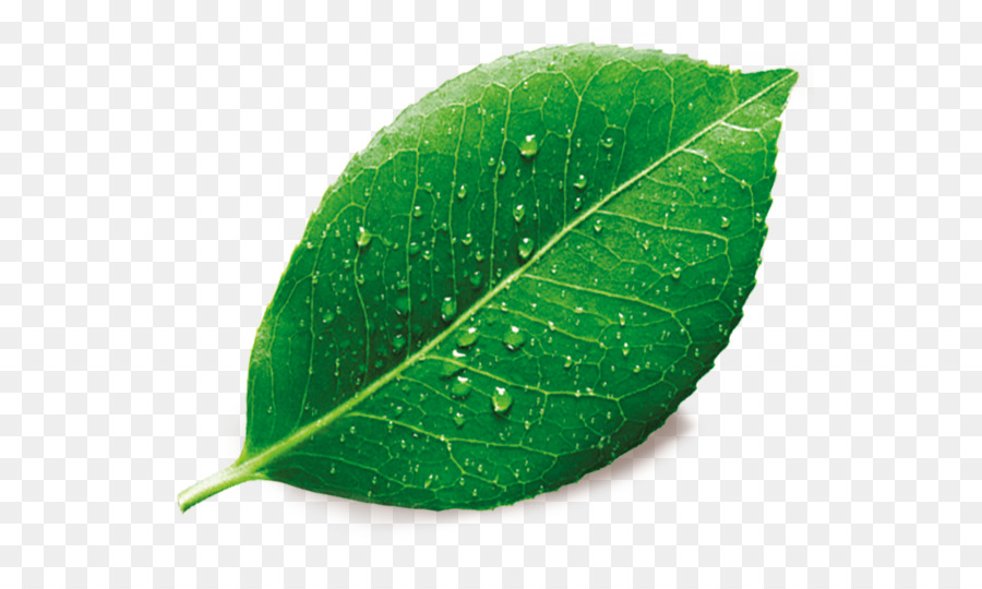 Detail Leaf Green Png Nomer 4
