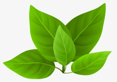 Detail Leaf Green Png Nomer 10