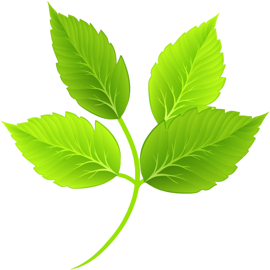 Leaf Hd Png - KibrisPDR