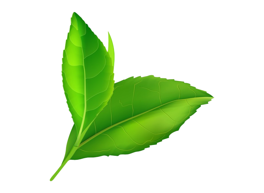 Detail Leaf Hd Png Nomer 13