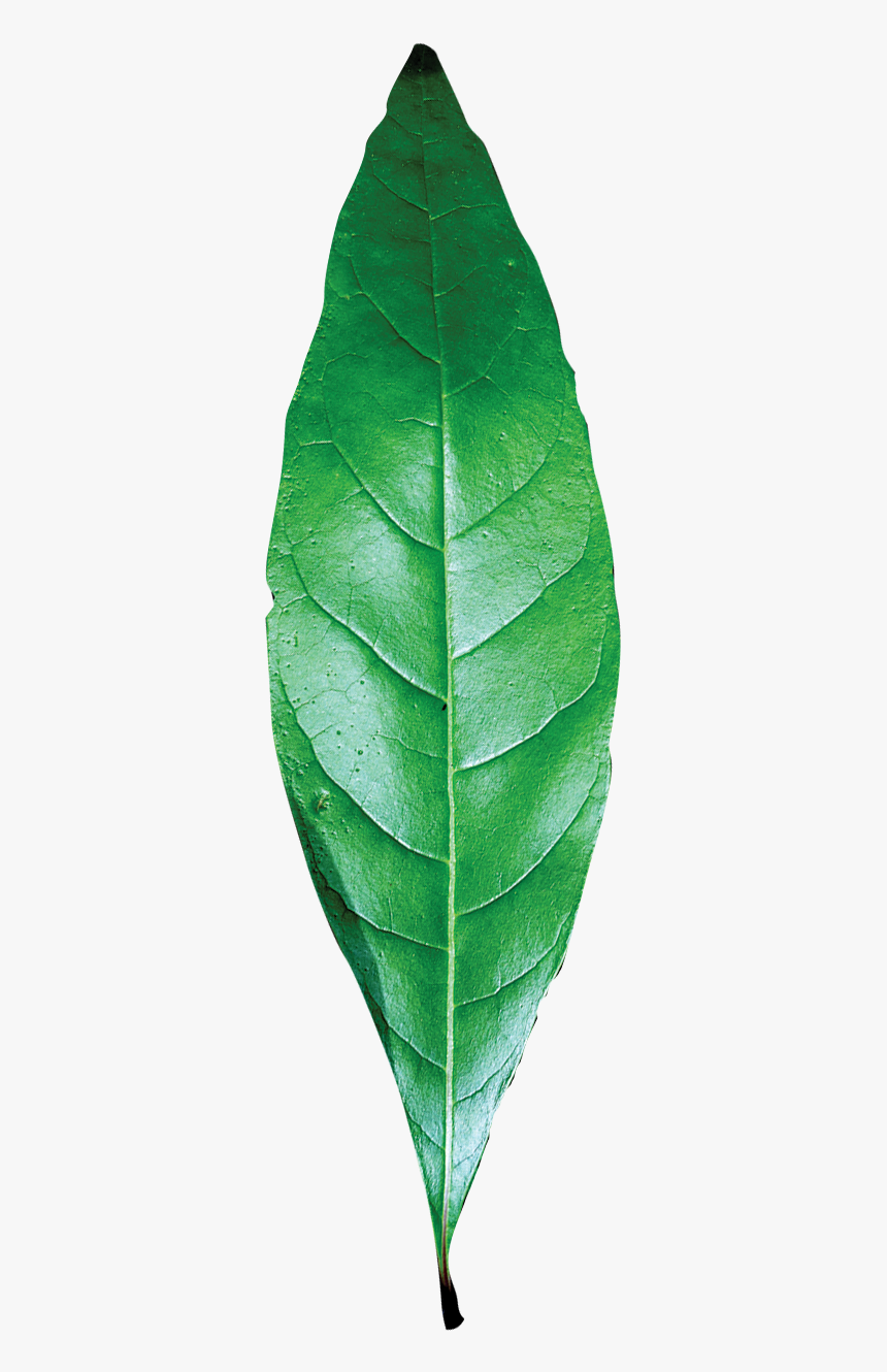 Detail Leaf Hd Png Nomer 24