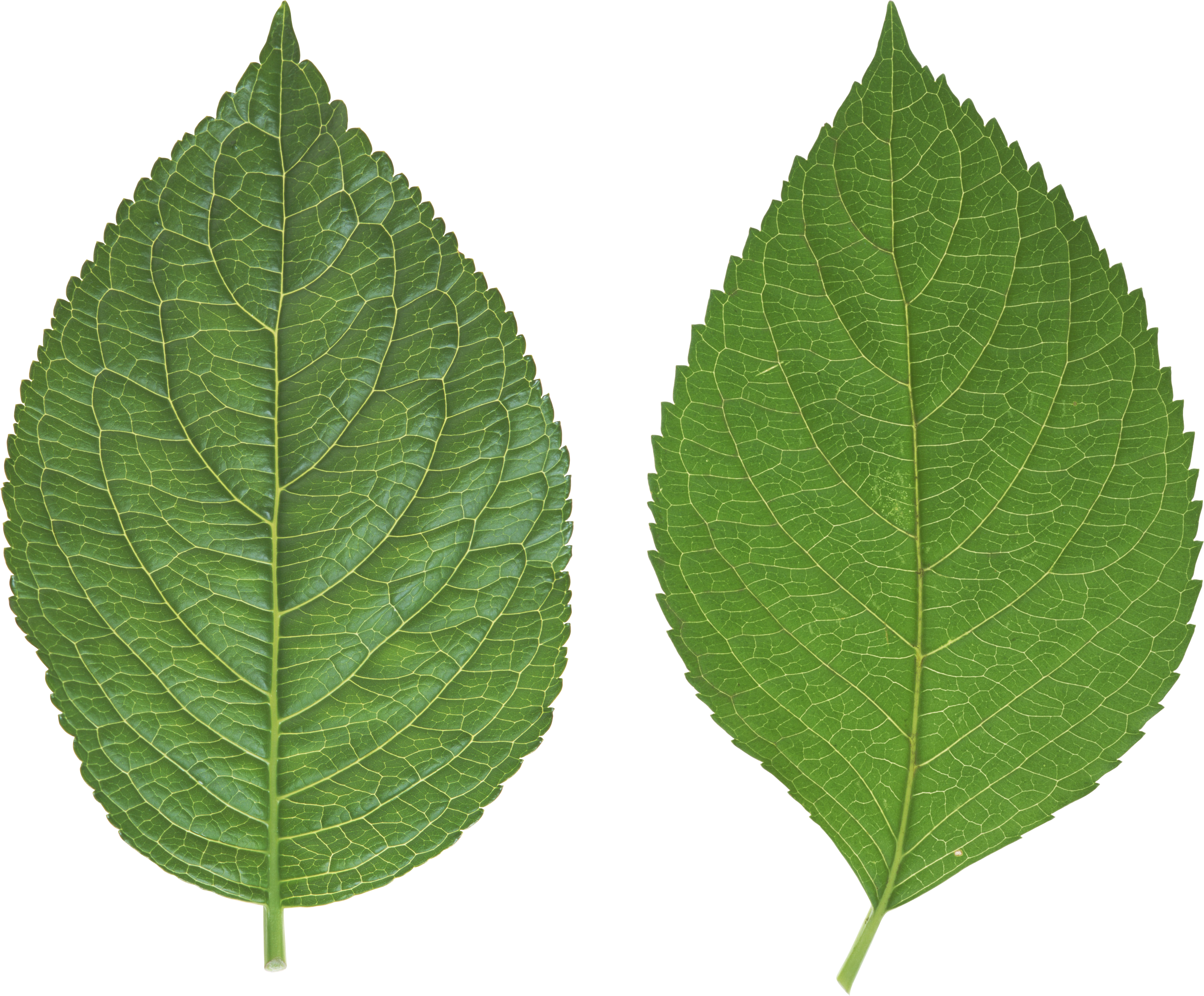 Detail Leaf Hd Png Nomer 33