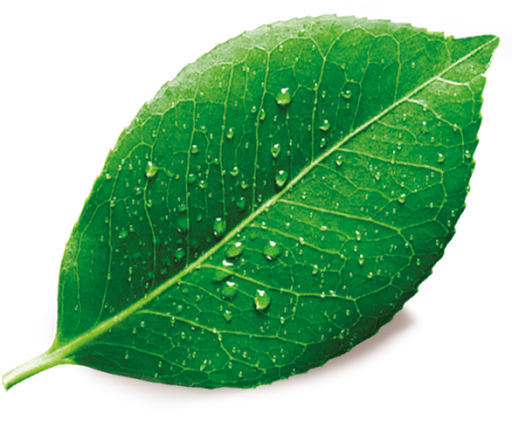 Detail Leaf Hd Png Nomer 56