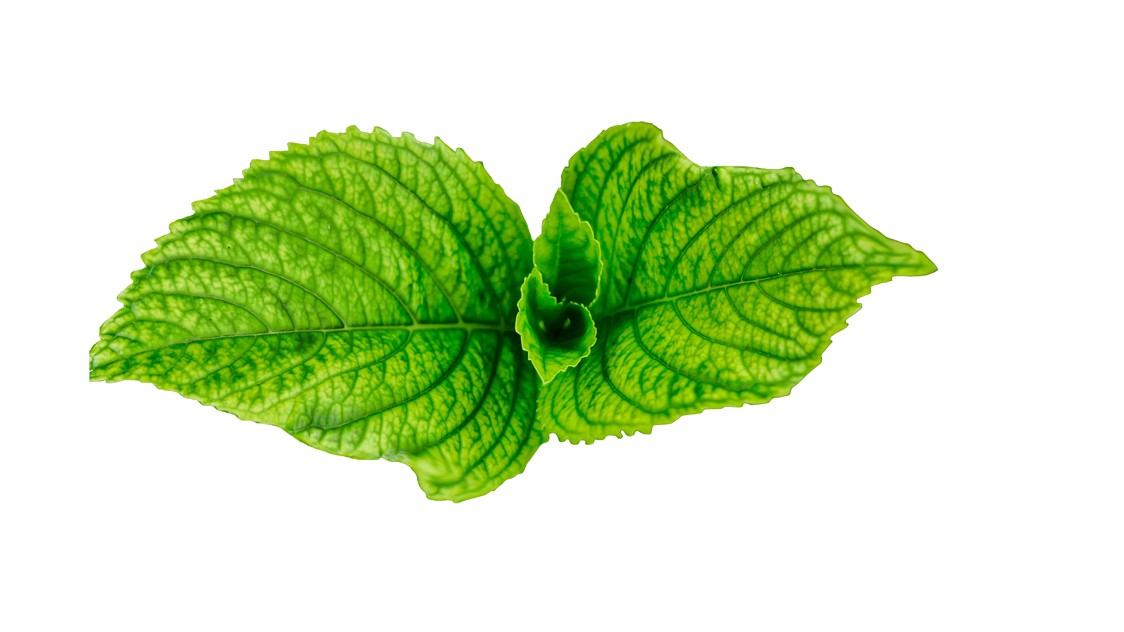 Detail Leaf Hd Png Nomer 7