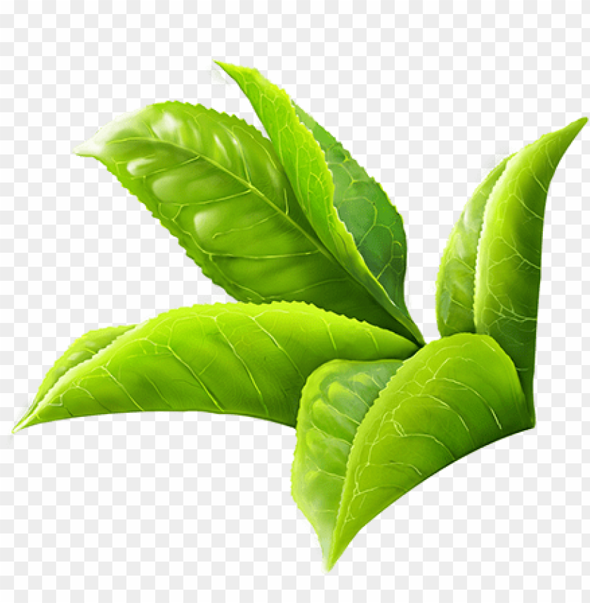 Detail Leaf Image Png Nomer 19