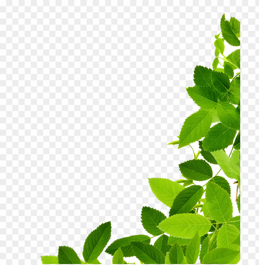 Detail Leaf Image Png Nomer 22