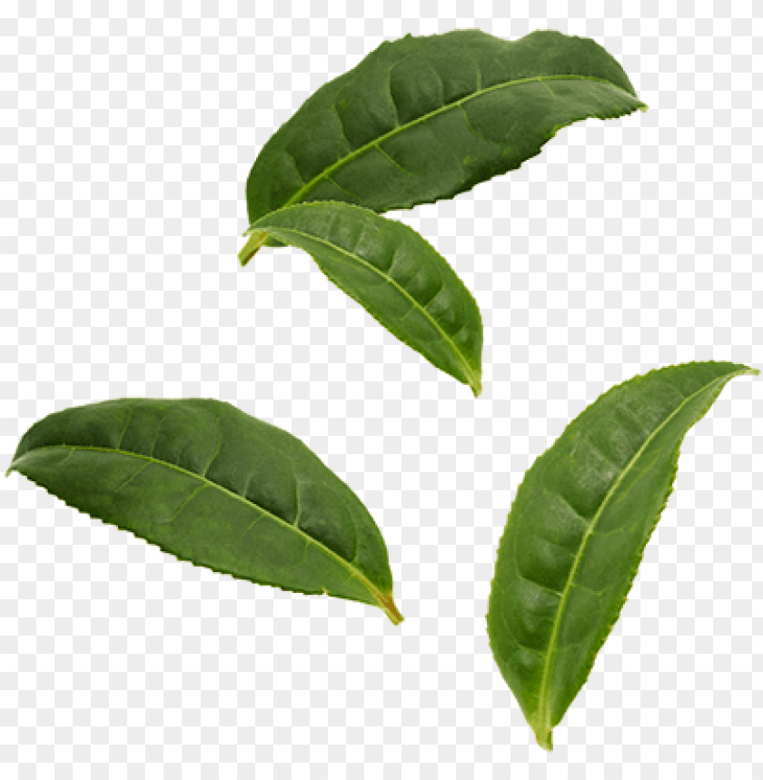 Detail Leaf Image Png Nomer 23