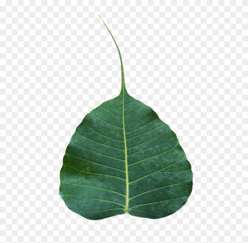 Download Leaf Image Png Nomer 25