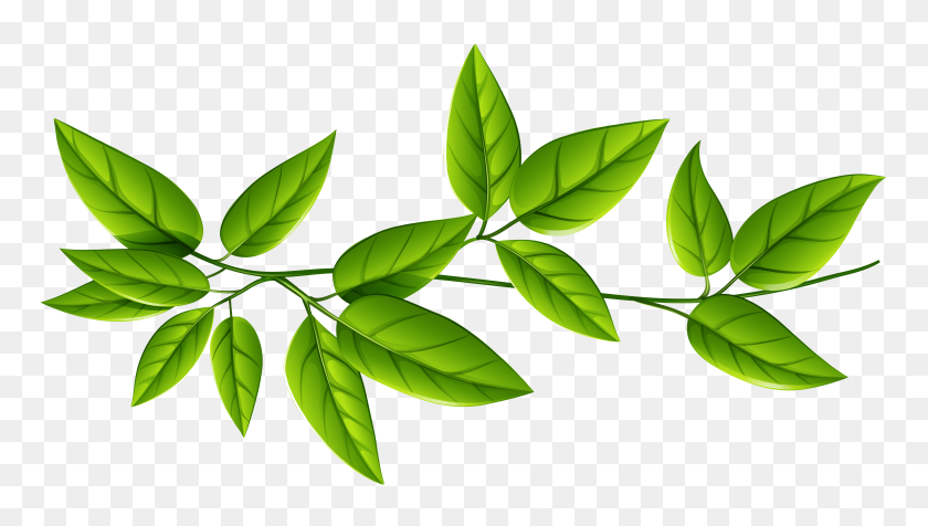 Detail Leaf Image Png Nomer 28