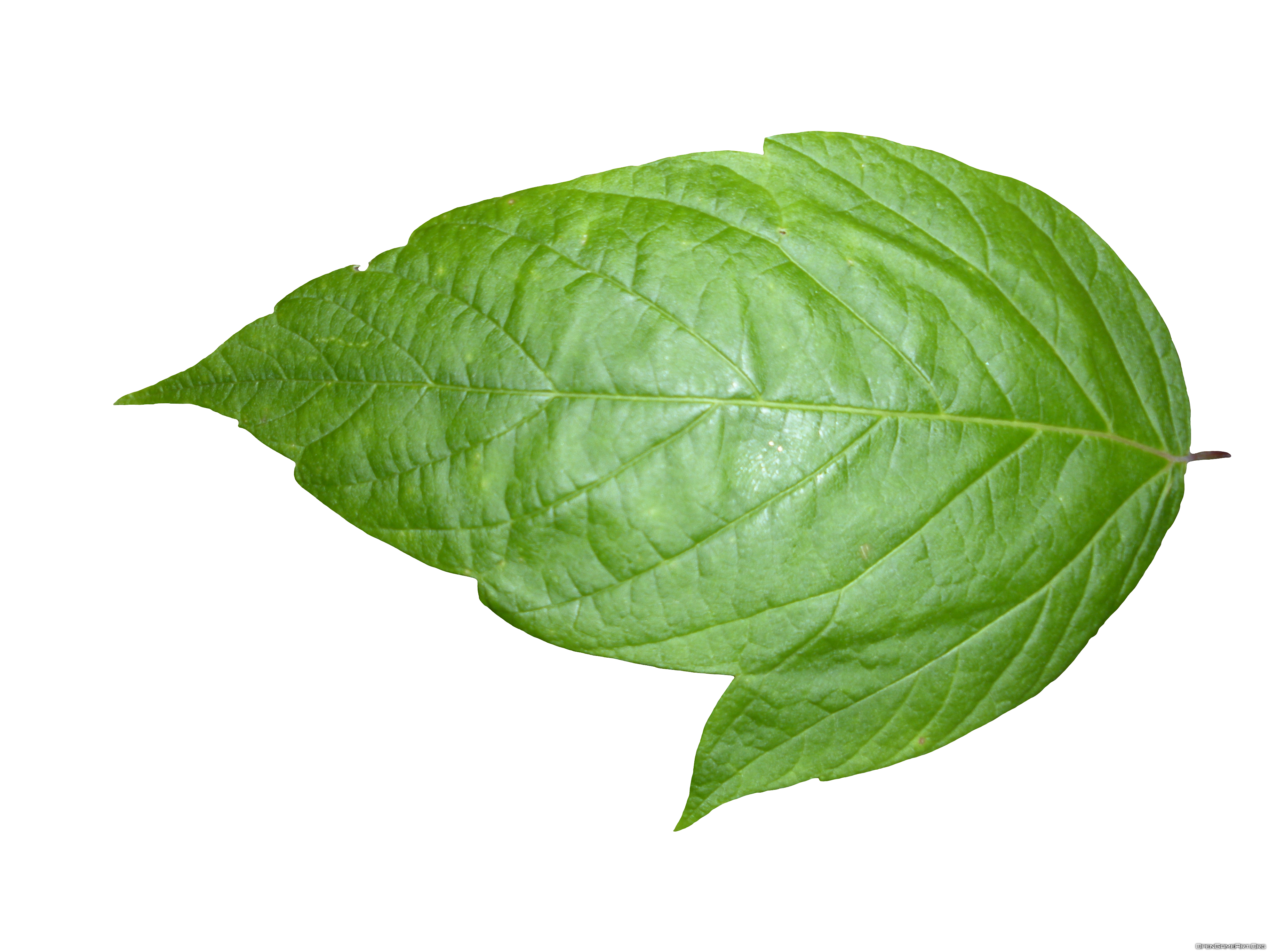 Detail Leaf Image Png Nomer 8