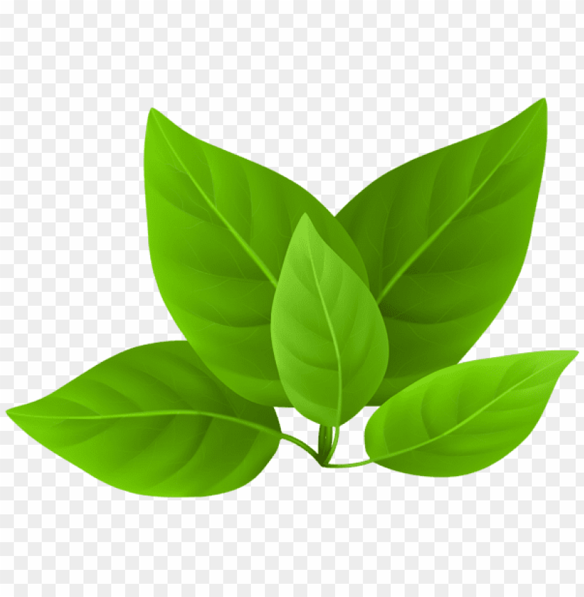 Detail Leaf Image Png Nomer 10