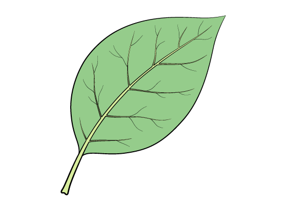 Detail Leaf Images Nomer 24