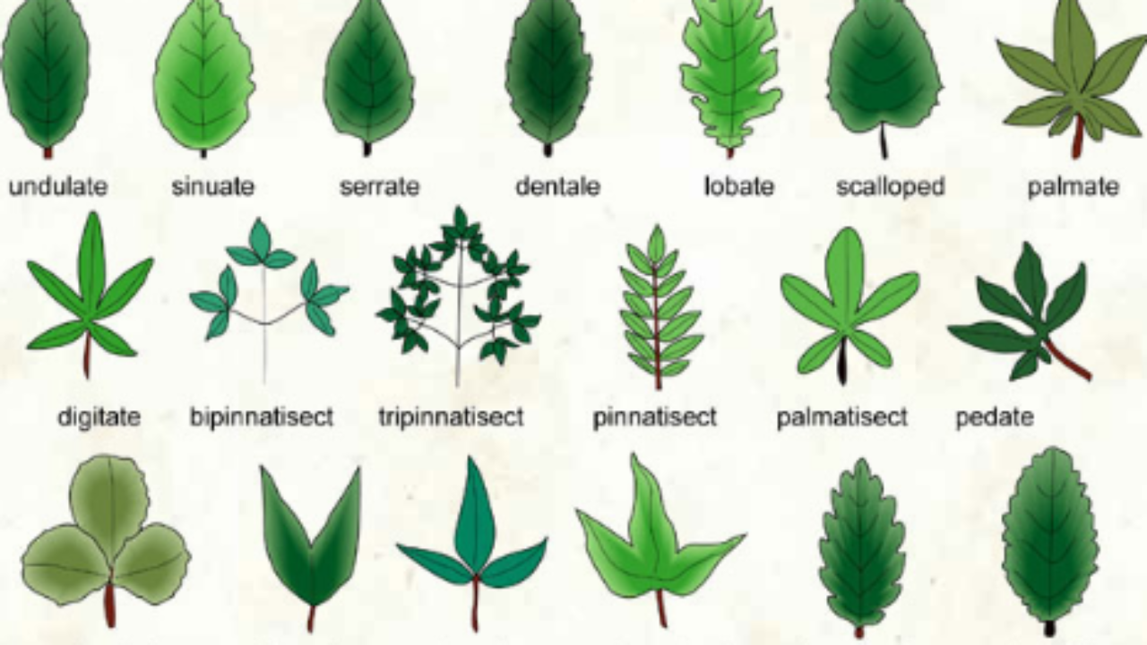 Detail Leaf Images Nomer 40