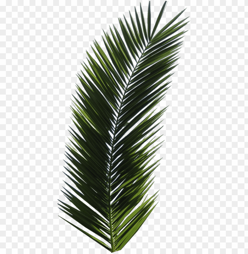 Detail Leaf Palm Png Nomer 13