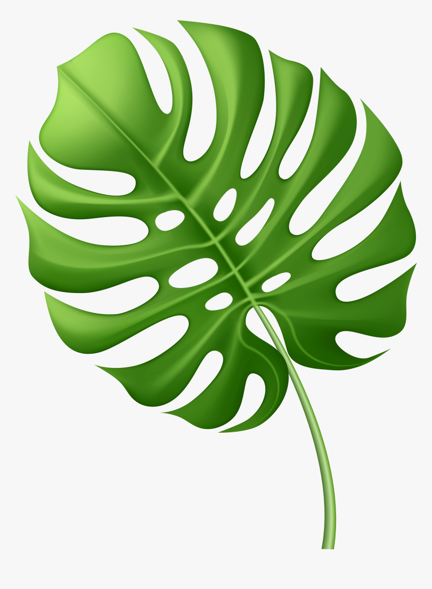 Detail Leaf Palm Png Nomer 16